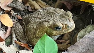 EL DEPREDADOR DE LAS ABEJAS EN TIEMPO REAL. VEALO EN ESTE VIDEO🐸 #colmenas #miel #abejas