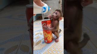 #monkey #memes #trendingshorts #babymonkey #animals #nature #cutebaby #cat #funny