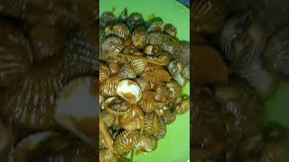 Masak  kerang dara bumbu pasar #shorts