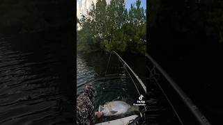 Monster tarpon💪 #fishing #tarponfishing #videos