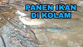 PANEN IKAN DI KOLAM