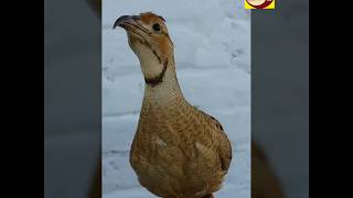 Black Francolin vs Gray Francolin