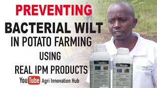 How to prevent Bacterial Wilt in potato planting using Sustain and Regain from Real IPM