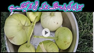 سبزی کی ہاروسٹنگ جوکہ فلی آرگینک ہے آرگینک سبزی کا وزٹ کریں