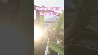 Planting dragonfruit in a pot part 3 #dragonfruit #dragonfruitcactus