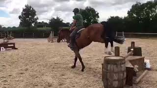 7 yr old 16.3 Gelding