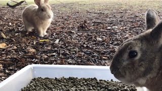 Rabbit: “I wish I could eat it too.”