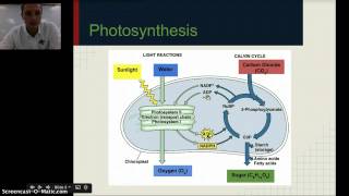 Photosynthesis & Respiration