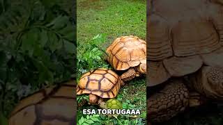 Serpientes 🐍 y Tortugas Gigantes en El Salvador 🇸🇻  Juayúa