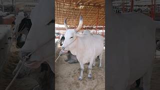 Bhains colony mandi rates update/cow mandi 2024/bhains colony mandi