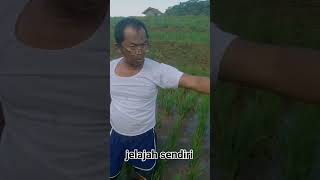 Cara membersihkan hama tanaman liar padi secara manual di sawah part 1 #hamapadi #sawah #tanamanliar