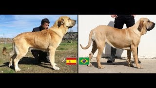 Raças de cães: Cães Ibéricos (raças de Portugal e Espanha) | Dogs etc