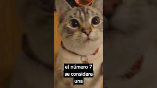 NO, LOS GATOS NO TIENEN 7 VIDAS #gatos #animales