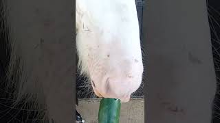 Horse refuses low sugar vegetable snacks, he wants a nice sugary apple instead! 🤣 #shorts #horse