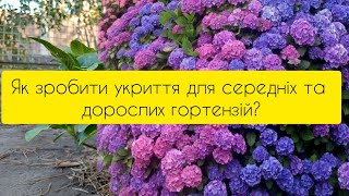 Як зробити укриття для середніх та дорослих широколистих гортензій?