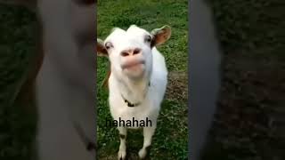 funny videos of animals #beautiful #shorts #animals #love #cute #dog #sheep #funny #wee