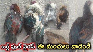 chicken Bird flu virus కోళ్ళకి బర్డ్ ఫుల్ వైరస్ వస్తే ఏం చేయాలి