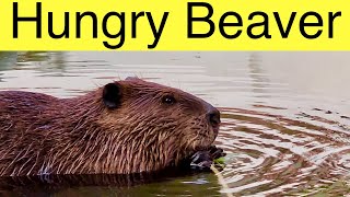 Watch a Hungry Beaver Eating Willow Branches