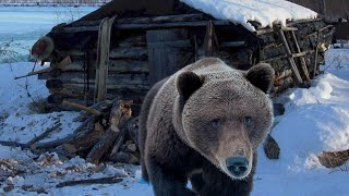 💥/МЕДВЕДЬ пришел в избушку/ Рассказ старого таежника/