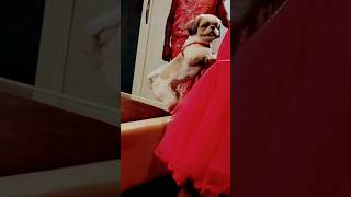 Baby celebrating her puppy birthday #shitzu #pets #happybirthday #dog #ytshorts #birthday