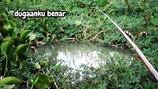 dugaanku benar, ini spot mancing gacor