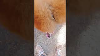 😋😋😋 #dogs #dogvideo  #chowchows #chowchow  #dantedelosperrosdebigo