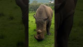 Gentle Giant rhino with big horn