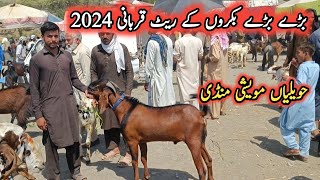 Very Beautiful Heavy Weight Male Goats For Qurbani Prices On Havelian Mandi By My Life Channel