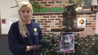 Zoo School Live! - 5.06.20 - Great Horned Owl