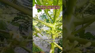 Bunga Pepaya #bunga #pepaya #shorts #short #viral