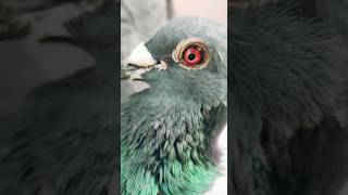 racing pigeon/180 km came back to loft#viralvideo  #shortfeed#longdistance