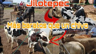 becerros - vacas y  caballos en buen precio /  @ElRanchoyyoTagDominguez