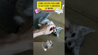 Como hacer para que tu gato no te muerda la mano #sabiasque #gatos #gato