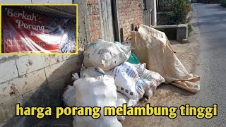 UPDATE HARGA PORANG HARI INI NAIK LAGI SUDAH MENDEKATI 6000