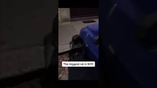 Video: Captaron una rata gigante en las calles de Nueva York