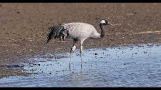 Common Crane  "Grus grus"