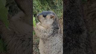 Adorable Himalayan Marmot Eating Vegetables#cutemarmot #cuteanimals #marmot #marmota #marmotta #cute