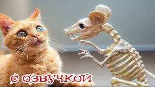 Приколы с котами! С ОЗВУЧКОЙ! Смешные коты! Самые смешные животные на планете!