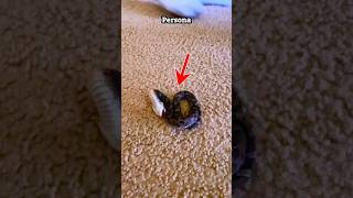 Serpiente mascota linda e inofensiva #hechos #ytviral #ytshorts #virlashort #viralreels #facts #reel