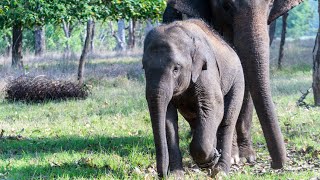 कान्हा नेशनल पार्क का खूबसूरत दृश्य / बाघों की धरती पर स्वागत!! Jungle safari #viralvideo