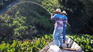 SÓ A VARA DE BAMBU PRA AGUENTAR ESSAS PEGADA.PESCARIA RAIZ./PESCARIA DE TRAIRA COM VARA DE BAMBU.