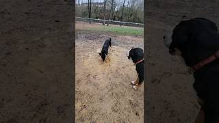 A Confused GSMD vs a Muddy GSD