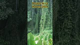 Día lluvioso en el bosque de la Habana #cuba #natureza #habana #bosque #lluvia