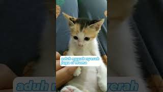 Cute kitten not in the mood, lagi nggak mood #kitten #cutekitty #catlover #catvideos #cat