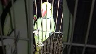 My parrot talking with baby parrot