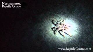 Wild Tarantula running around in the middle of the night