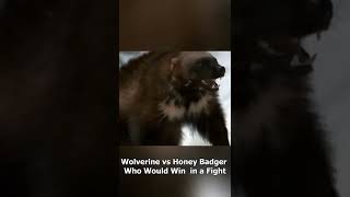 Wolverine vs Honey Badger!!