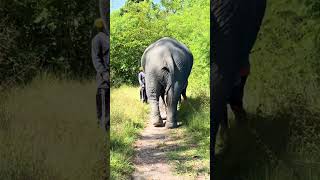 Walking with Elephants in Thailand