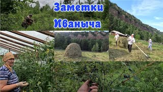 Поехали за жимолостью, первая копна есть!