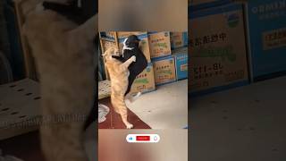 The end 😂😂#funny #short #ytshorts #animals #pets #dogs #dog #cats #cat  #viral 🤣🤣🤣[28] Cats Fight